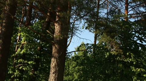 Pine tree in sunny summer day branch in wind motion video footage Stock Footage 53861856