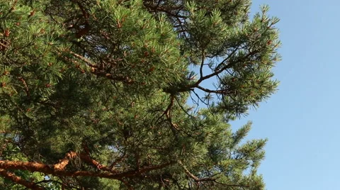 Pine tree in sunny summer day branch in wind motion video footage Stock Footage 53861920