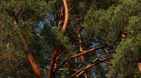 Pine tree in sunny summer day branch in wind motion video footage Stock Footage 53861945