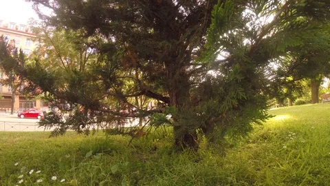 Pine Tree Sunny Summer Day Stock Footage 75916766
