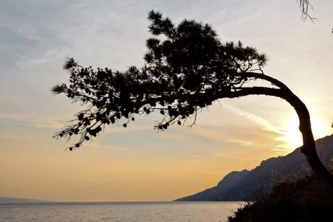 Pine tree at the sunset in croatia Stock Photos