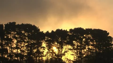 Pine Tree Sunset Stock Footage 10961140