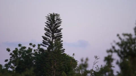 Pine tree at sunset Video stock 63115879