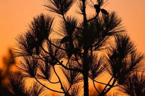 Pine Tree in the sunset Stock Photos