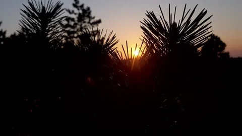 Pine-tree-sunset-silhouette-01 Stock Footage 342077699