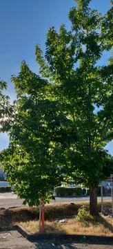 Pine tree in the sunshine Stock Photos