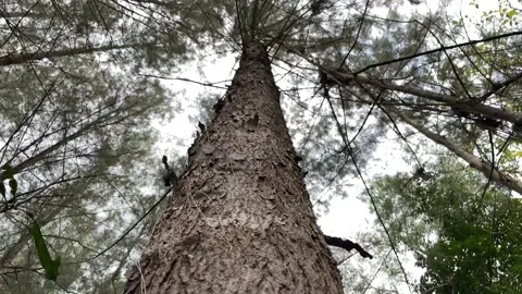 Pine tree surface texture pattern Stock Footage 210516685
