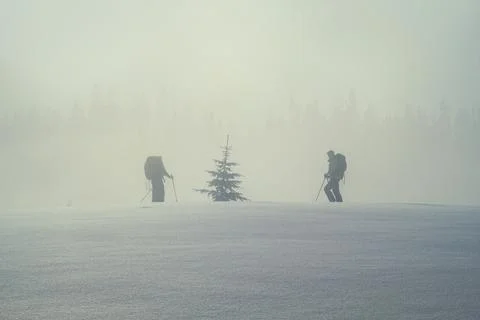 Pine tree surrounded by skiers landscape photo Stockfoto's