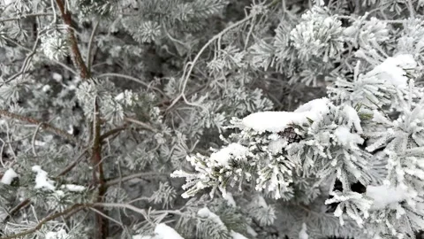 Pine tree sway in the wind, Winter holidays background Stock Footage 261041556