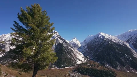 Pine Tree Swaying on hilltop with a View of Snowcapped Peaks and Remote Valley Stock Footage 333782104