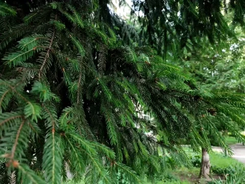 Pine tree, sways in the wind. 動画素材 155988827