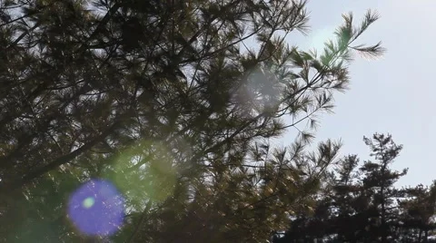 Pine tree sways in wind_1 Stock Footage 2248541