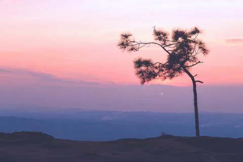 Pine tree with sweet sky during sunset Stock Photos