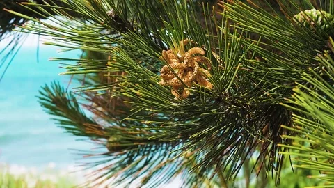 Pine tree swings on a background of blue sea Stock Footage 126955372
