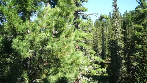 Pine tree in taiga forest Stockbeeldmateriaal 114445809