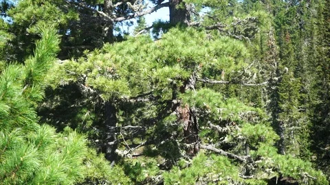 Pine tree in taiga forest Stockbeeldmateriaal 114445999