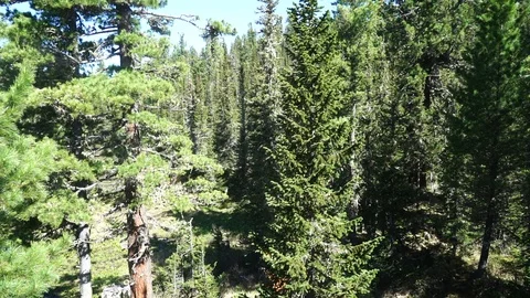 Pine tree in taiga forest Stockbeeldmateriaal 114446064