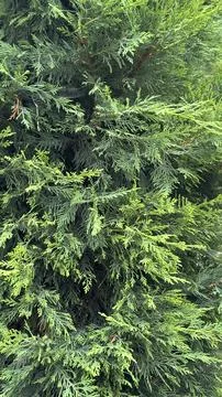 Pine tree texture. Close-up pine tree leaf background arrow Stock Photos