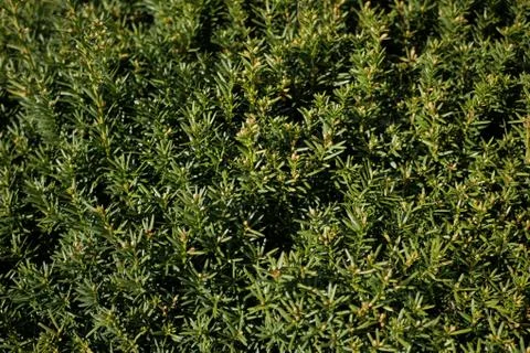 Pine tree Texture Graphic Resource Stock Photos