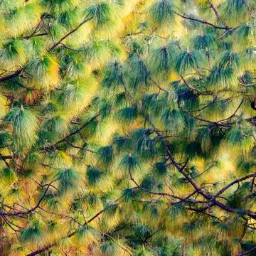 Pine tree texture Stock Photos
