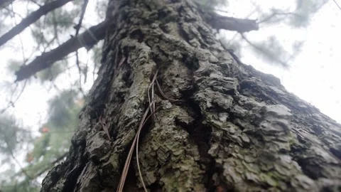 Pine tree texture sky rays Stock Footage 149858009