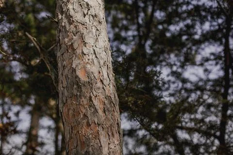 Pine tree textured bark with green foliage in background with beautiful for.. Foto stock