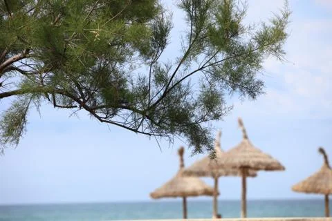 Pine tree with thatched beach umbrellas Stock Photos