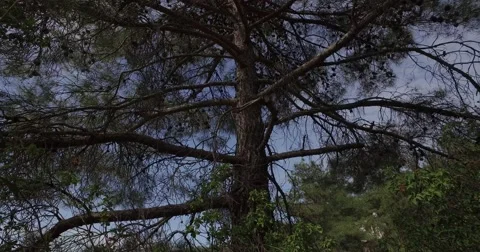 Pine tree Tilt up and down Stockbeeldmateriaal 61225696