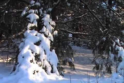 Pine Tree Tilt Up Stock Footage 1067928