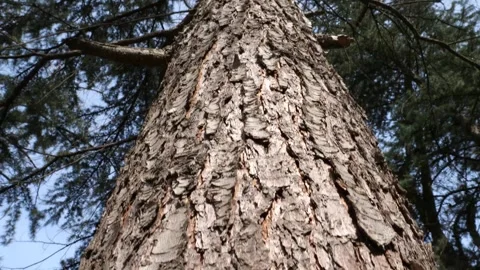 Pine tree tilt-up reveal in daylight Vidéo 270593364