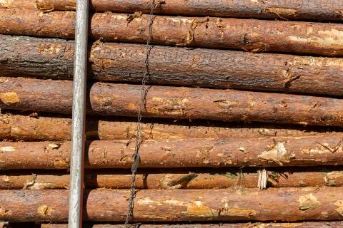 Pine Tree Timber Being Transported Stock Photos