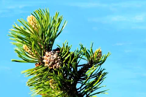 Pine tree tip with needles and cones Stock Photos