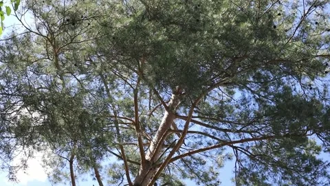 Pine tree top with a bright blue sky in the background, rotating camera Stock Footage 205524594