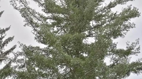 Pine tree top down Stock Footage 257456890