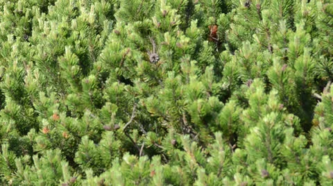 Pine tree top Stock Footage 26207806