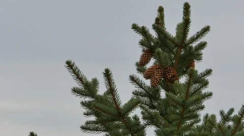 Pine Tree top Stock Footage 47974731
