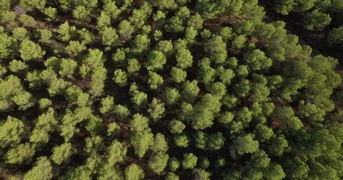 Pine tree from top Stock Footage 69854612