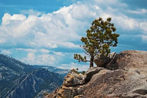 Pine tree on the top of the hill Foto stock