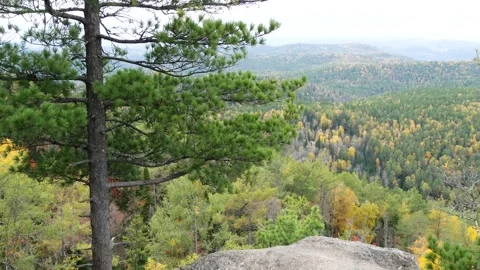 A pine tree on top of a mountain against a backdrop of wooded hills. Video stock 295703546
