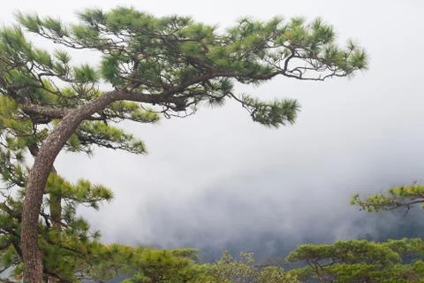 Pine tree on the top of mountain Stock Photos