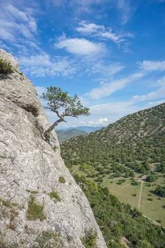 Pine tree on the top of a mountain Stock Photos