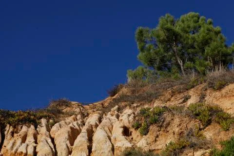 A pine tree at the top. Stock Photos