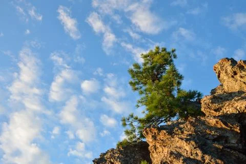 Pine-tree on top of the rock, beautiful cloudy sky at background Foto stock