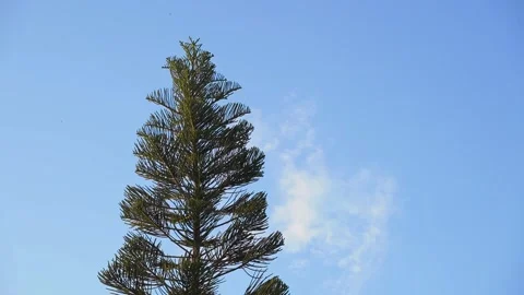 Pine tree top swaying in the wind against a clear blue sky. 動画素材 336982410
