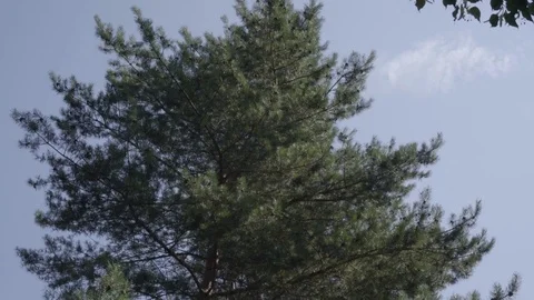 Pine tree top view Stock Footage 79172349