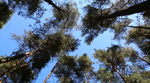 Pine tree tops against blue sky Vídeos de archivo 63840728
