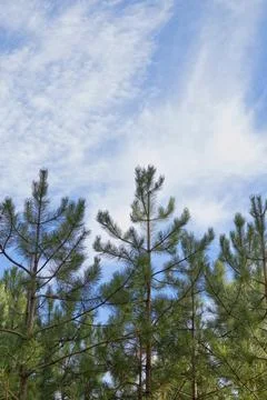 Pine Tree Tops Against Blue Sky With Wispy Clouds Stock Photos