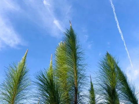 Pine Tree Tops Against Blue Sky Stock Photos