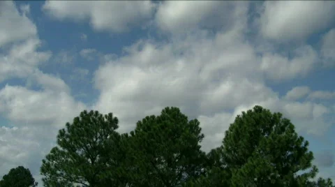 Pine tree tops and clouds time lapse Stock Footage 532340