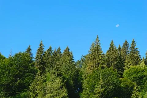 Pine tree tops with clear blue sky and moon background Stock Photos